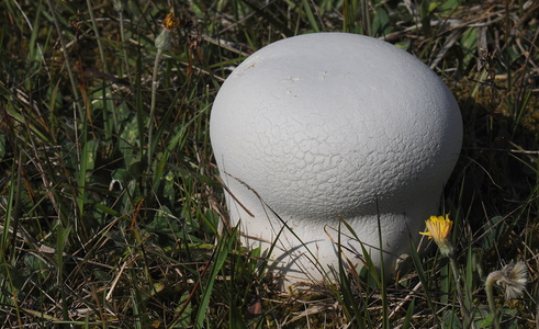Skællet Støvbold (Handkea utriformis)