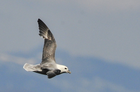   Mallemuk (Fulmarus glacialis)