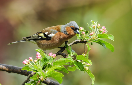 Bogfinke (Fringilla coelebs)