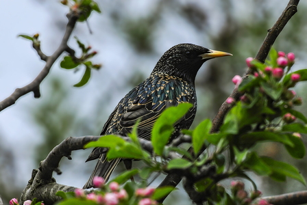 Stær (Sturnus vulgaris)