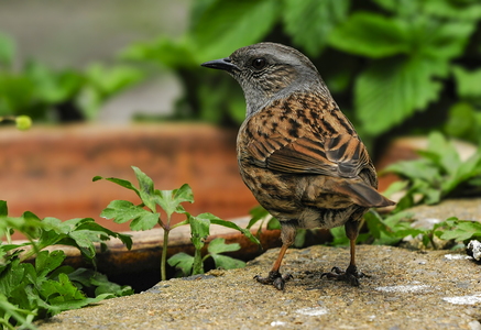jernspurv (Prunella modularis)