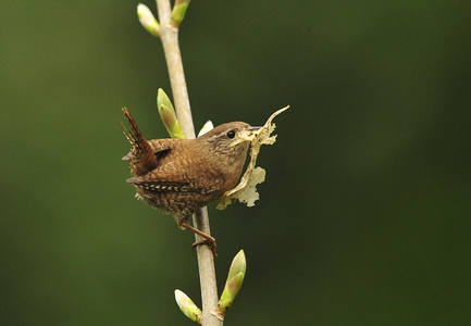 Gærdesmutte (Troglodytes troglodytes)