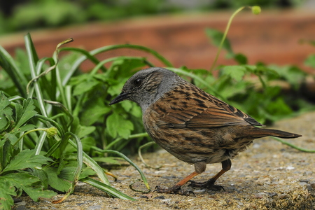 jernspurv (Prunella modularis)