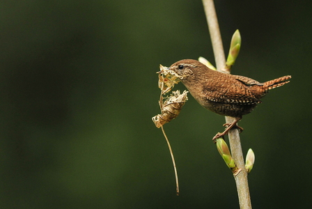 Gærdesmutte (Troglodytes troglodytes)