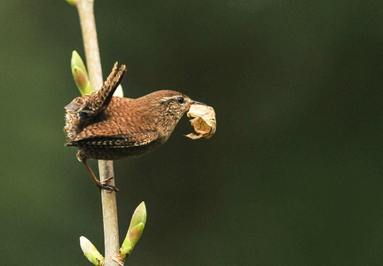 Gærdesmutte (Troglodytes troglodytes)