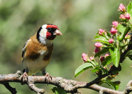 Stillits (Carduelis carduelis)