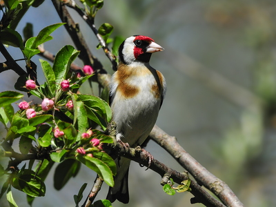 Stillits (Carduelis carduelis)