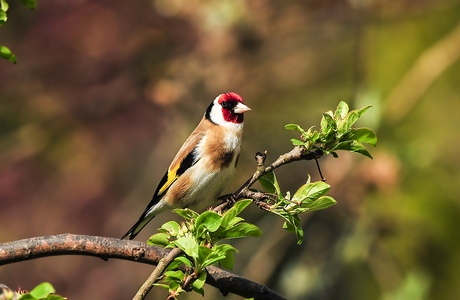 Stillits (Carduelis carduelis)