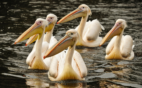 Rosa pelikaner (Pelecanus onocrotalus)