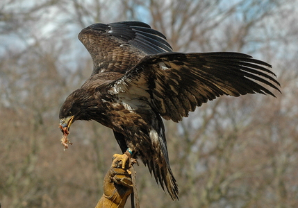 Havørn (Haliaeetus albicilla)