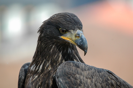 Havørn (Haliaeetus albicilla)
