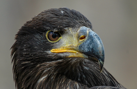 Havørn (Haliaeetus albicilla)