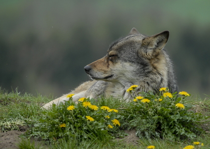  Europæisk grå ulv (Canis lupus)