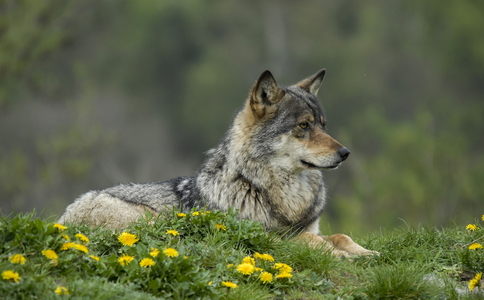  Europæisk grå ulv (Canis lupus)
