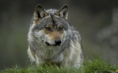 Europæisk grå ulv (Canis lupus)