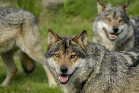 Europæisk grå ulv (Canis lupus)