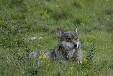 Europæisk grå ulv (Canis lupus)