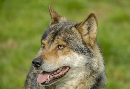 Europæisk grå ulv (Canis lupus)