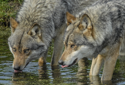 Europæisk grå ulv (Canis lupus)