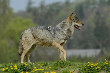 Europæisk grå ulv (Canis lupus)