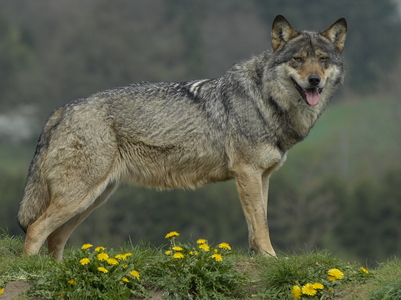 Europæisk grå ulv (Canis lupus)