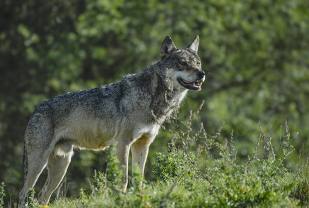 Europæisk grå ulv (Canis lupus)