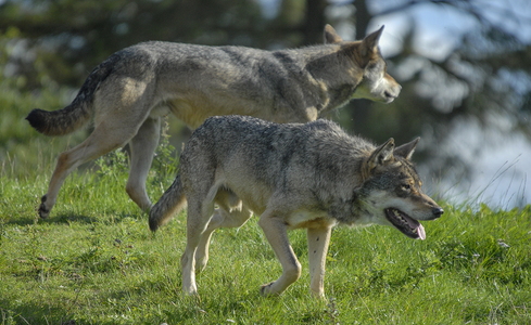 Europæisk grå ulv (Canis lupus)