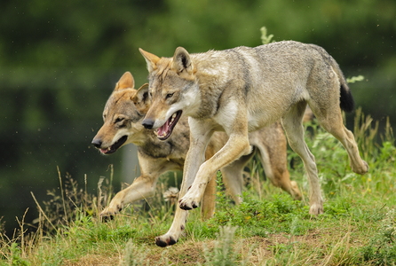 Europæisk grå ulv (Canis lupus)
