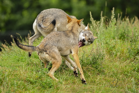 Europæisk grå ulv (Canis lupus)