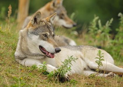 Europæisk grå ulv (Canis lupus)