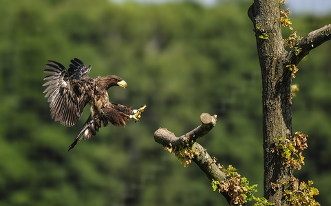 Stellers havørn (Haliaeetus pelagicus)
