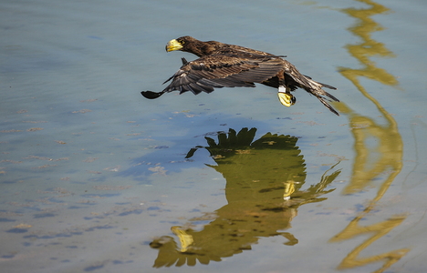 Stellers havørn (Haliaeetus pelagicus)