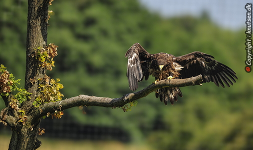  Stellers havørn (Haliaeetus pelagicus)