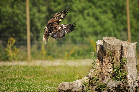 Stellers havørn (Haliaeetus pelagicus)