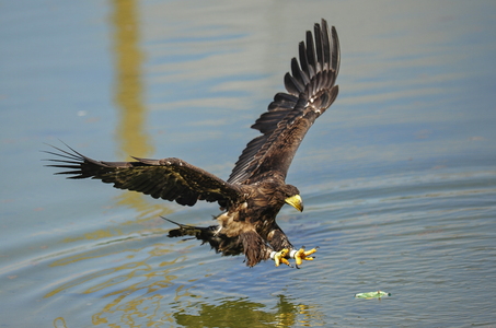  Stellers havørn (Haliaeetus pelagicus)