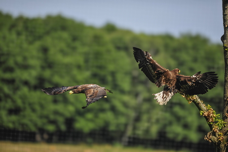  Stellers havørn (Haliaeetus pelagicus)