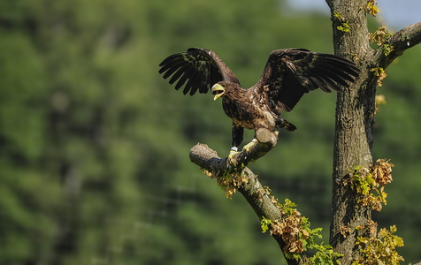  Stellers havørn (Haliaeetus pelagicus)