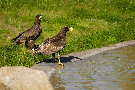 Stellers havørn (Haliaeetus pelagicus)