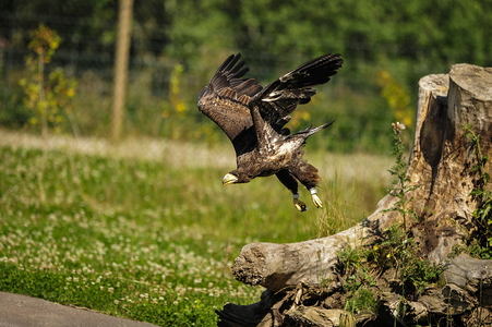 Stellers havørn (Haliaeetus pelagicus)