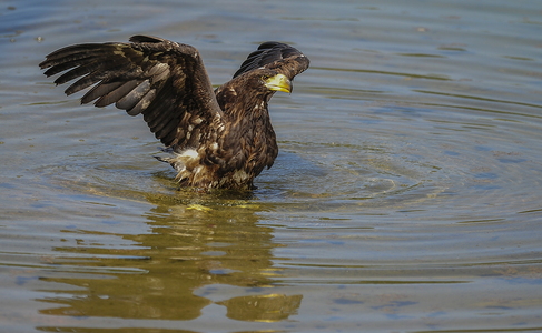 Stellers havørn (Haliaeetus pelagicus)