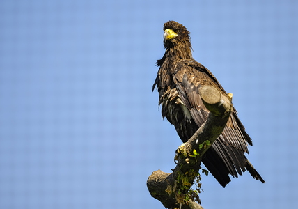 Stellers havørn (Haliaeetus pelagicus)