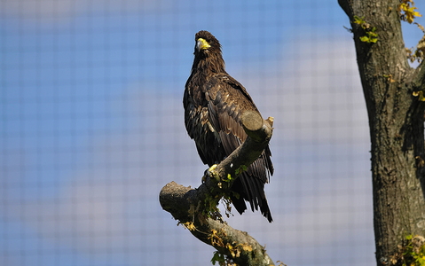 Stellers havørn (Haliaeetus pelagicus)