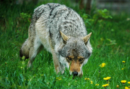 Europæisk grå ulv (Canis lupus)