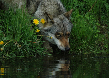 Europæisk grå ulv (Canis lupus)