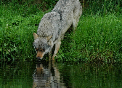 Europæisk grå ulv (Canis lupus)