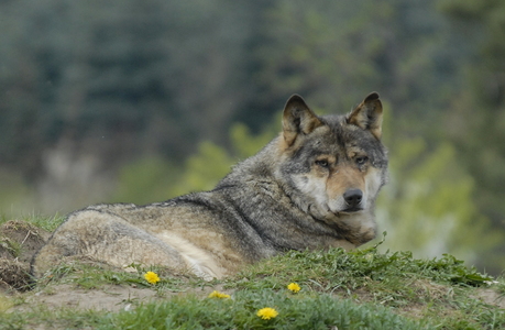 Europæisk grå ulv (Canis lupus)