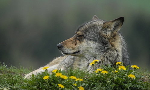 Europæisk grå ulv (Canis lupus)