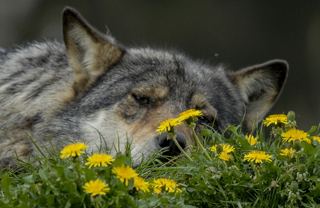 Europæisk grå ulv (Canis lupus)