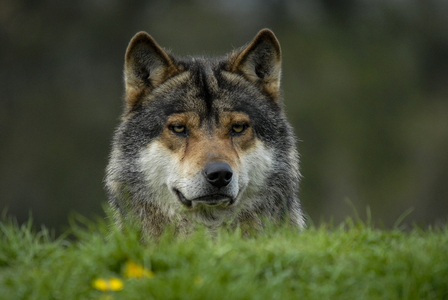 Europæisk grå ulv (Canis lupus)