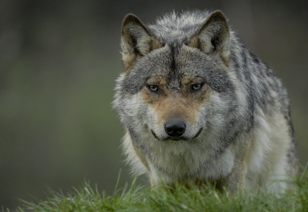 Europæisk grå ulv (Canis lupus)
